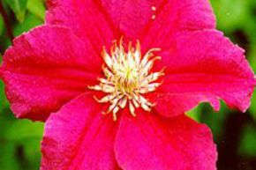 Cl�matite des bois 'Ernest Markham'