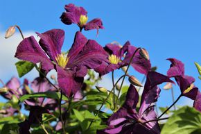 Cl�matite 'Etoile Violette'