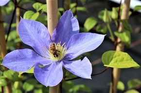 Cl�matite 'Fujimusume'