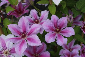 Cl�matite des bois 'Girenas'