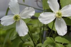 Cl�matite 'Grandiflora'
