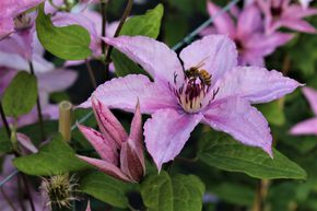 Cl�matite 'Hagley Hybrid'