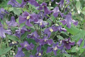 Cl�matite des bois 'Hendersonii'