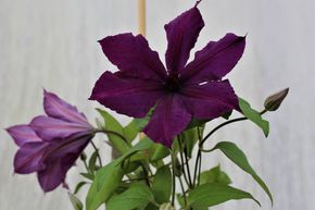 Cl�matite 'Honora'