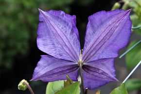 Cl�matite des bois 'Jackmanii'