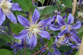 Cl�matite 'Juuli'