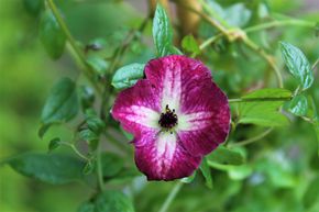 Cl�matite des bois 'Kermesina'