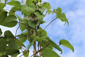 Cl�matite des bois 'Kiri Te Kanawa'