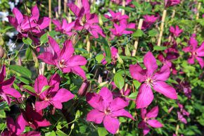 Cl�matite des bois 'Kommerei'