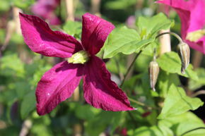Cl�matite 'Madame Julia Correvon'