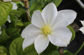 Cl�matite 'Madame le Coultre'