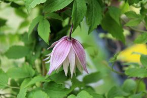Cl�matite 'Markhams Pink'