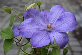 Cl�matite 'Mrs Cholmondeley'