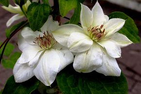 Cl�matite des bois 'Mrs George Jackman'