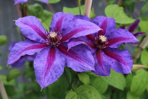 Cl�matite 'Mrs N. Thompson'