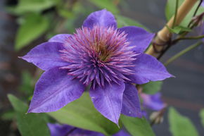 Cl�matite 'Multi Blue'