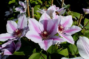Cl�matite 'Nelly Moser'