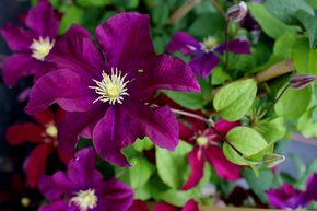 Cl�matite des bois 'Niobe'