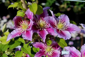 Cl�matite des bois 'Piilu'