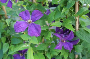 Cl�matite 'Polish Spirit' - le miracle de la floraison