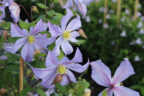 Cl�matite 'Prince Charles'