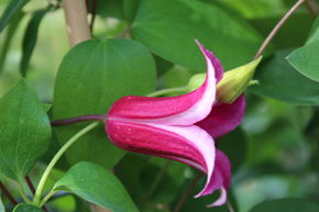 Cl�matite 'Princess Diana'