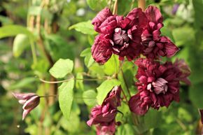 Cl�matite 'Purpurea Plena Elegans'