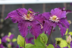 Cl�matite 'Rasputin'