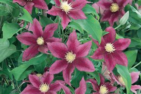 Cl�matite 'Red Pearl'