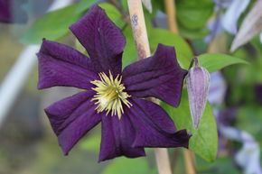 Cl�matite des bois 'Romantika'