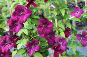 Cl�matite 'Royal Velours'