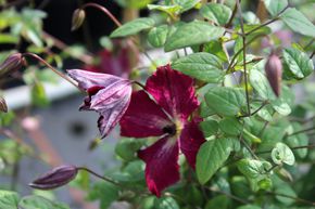 Cl�matite des bois 'Rubra'