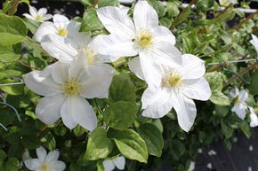 Cl�matite 'Shirayukihime' le flocon de neige � grandes fleurs