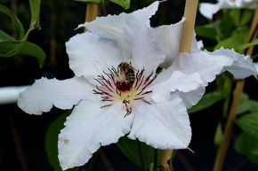 Cl�matite 'Snow Queen'