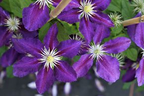 Cl�matite 'Vagabond'