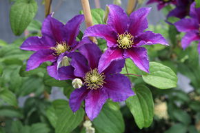 Cl�matite 'Varenne'