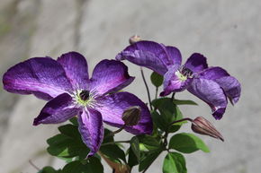 Cl�matite 'Venosa Violacea'