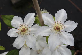 Cl�matite 'Vilhelmina'