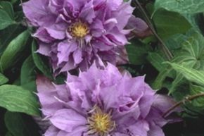 Cl�matite des bois 'Vyvyan Pennell'