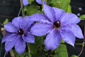Cl�matite 'William Kennett'