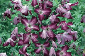 Cl�matite des bois 'Walenburg'