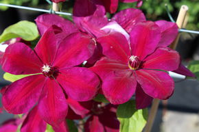Cl�matite des bois 'Westerplatte'