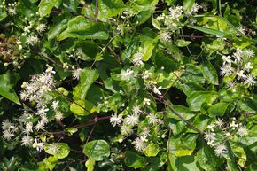 Cl�matite des bois