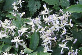 Cl�matite 'Praecox'