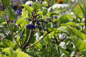Cl�matite des bois heracleifolia 'Cassandra'