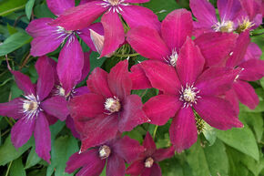 Cl�matite 'Rouge Cardinal'