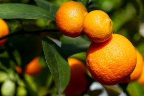 Mandarinier Cl�op�tre