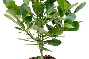 Clusier 'Green Magic'
