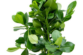 Clusier ou arbre autographe