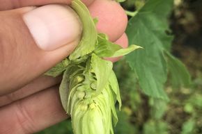 Plant de houblon 'Comet'